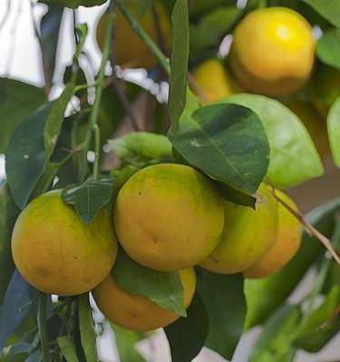 Citrus × sinensis